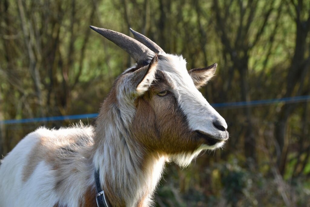 goat, goat baby goat, kid, ibex, horn, herbivorous, prairie, ruminants, portrait, goat pépito, clipper