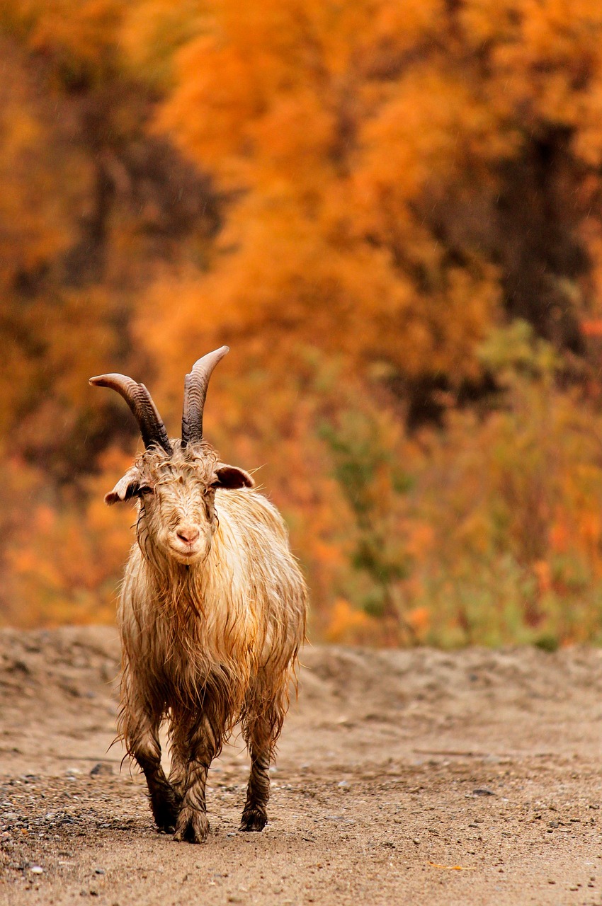 goat, sheep, lamb, animal, trees, autumn, fall, nature, fauna