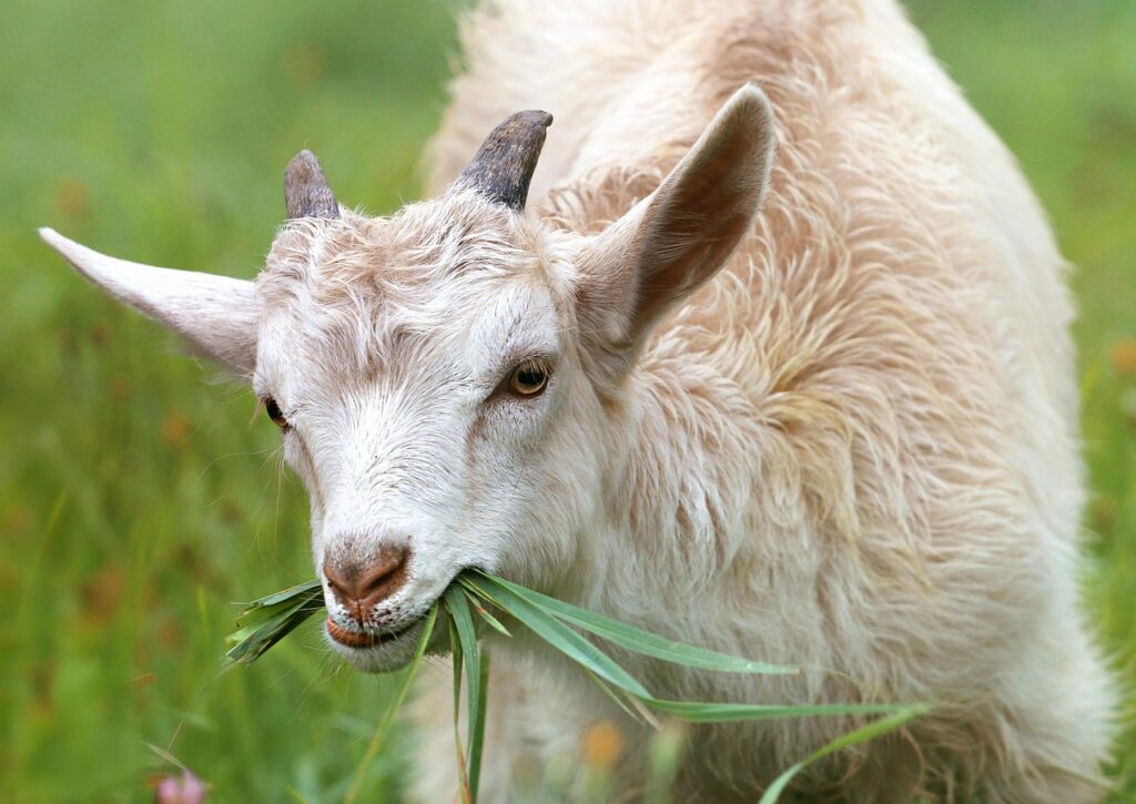 goat, grass, livestock, grazing, animal, horns, farm animal, nature, ruminant, animal world, portrait, mammal