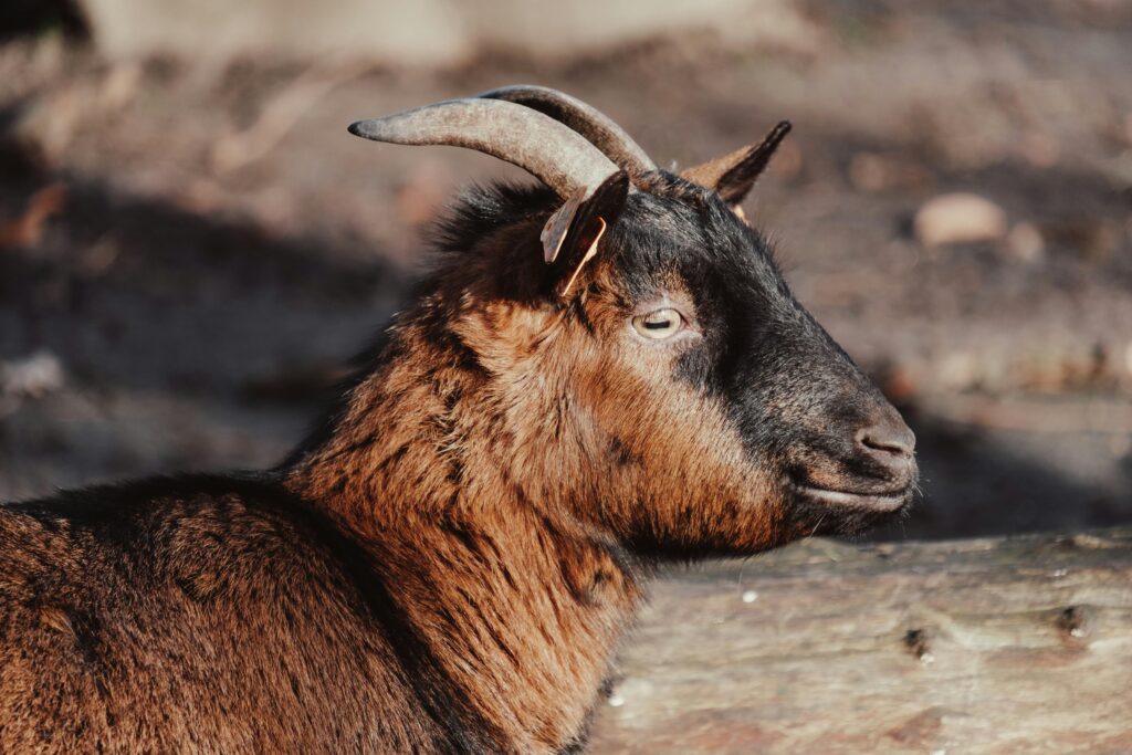 Side profile of a brown goat basking in sunlight, showcasing its natural beauty in a wildlife setting.