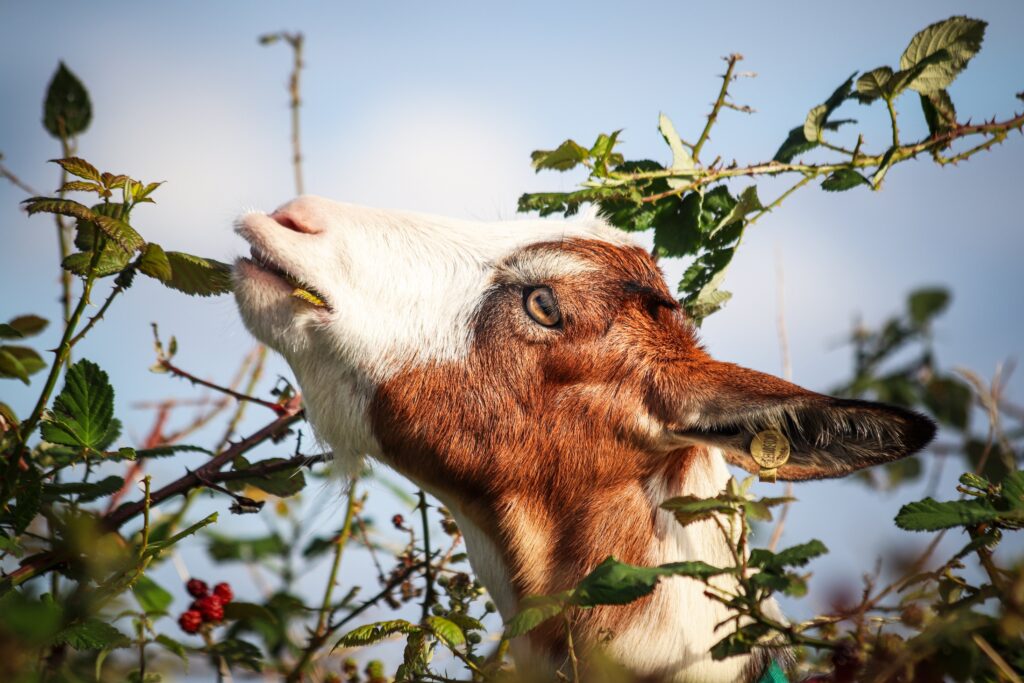 A brown and white goat enjoying eating leaves from a bush, captured in a natural setting.