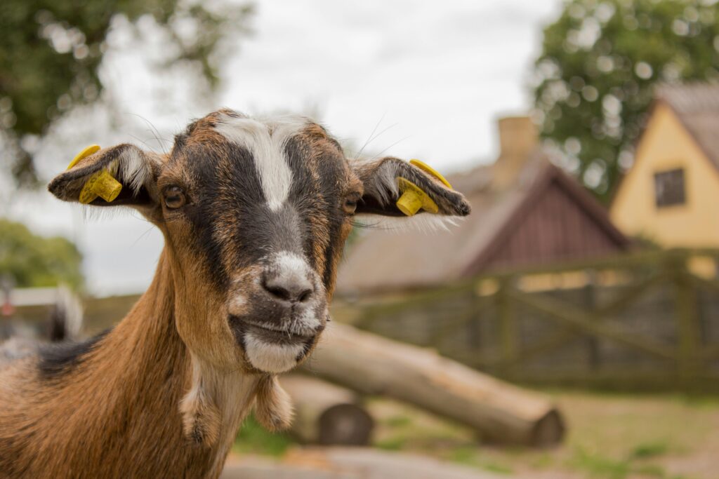 Close-up of a curious goat at a farm in Denmark, showcasing countryside charm.